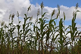 Local Malawi variety of sorghum.jpg