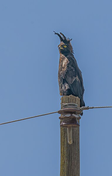 File:Long-crested eagle - Lake Langano, Ethiopia (53309919444).jpg