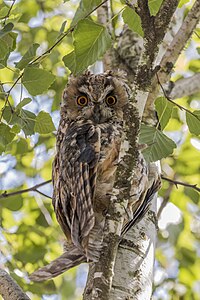 Long-eared owl Asio otus