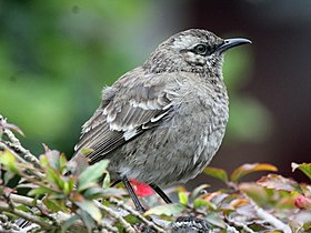 Long-tailed Mockingbird RWD1.jpg