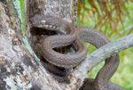 Miniatura para Lycodryas cococola