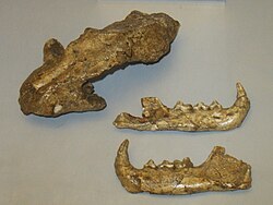 Fragmentos fósils d'o gato cerval d'Issoire en o Museu de Paleontolochía de Florencia