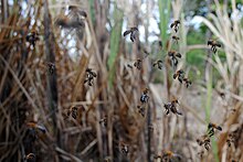 M. scutellaris flying M. scutellaris flying.jpg