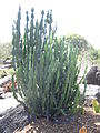 Euphorbia kamerunica in the arid plants section of the Mount Coot-tha Botanical Gardens. Photo taken in October (mid spring) of 2012.