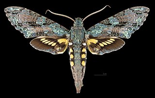 <i>Pseudococytius</i> Genus of moths
