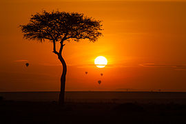 Hot air balloons over Maasai Mara at sunrise