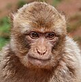 * Nomination Barbary macaque; Bird park Steinen, Germany --Llez 05:23, 22 July 2023 (UTC) * Promotion Good quality. --Terragio67 05:38, 22 July 2023 (UTC)