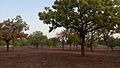Mahuwa tree ground.jpg