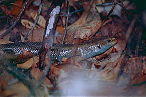 Beskrivelse af Major Skink (Egernia frerei) (9951680974) .jpg-billede.