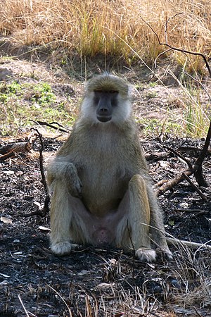Không biết gì về khỉ đầu chó Kinda? Đừng lo, Wikipedia tiếng Việt sẽ giúp bạn khám phá thêm thông tin về loài khỉ độc đáo này. Học hỏi về cách chúng cư xử, tính cách và sự khác biệt giữa các loài khỉ qua trang web đầy đủ thông tin này.