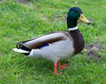 * Nomination A male mallard duck. By User:Alorin --Shisma 19:42, 6 June 2017 (UTC) * Promotion Good quality. --Peulle 21:57, 6 June 2017 (UTC)