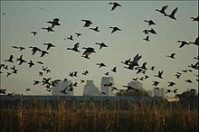 Ducks take flight at Yolo Bypass Wildlife Area (2007) Mallard-skyline.jpg
