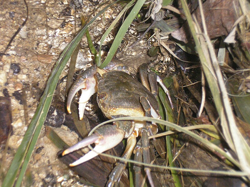 File:Maltese freshwater crab (2007).jpg