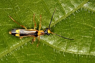<i>Malthinus</i> genus of insects