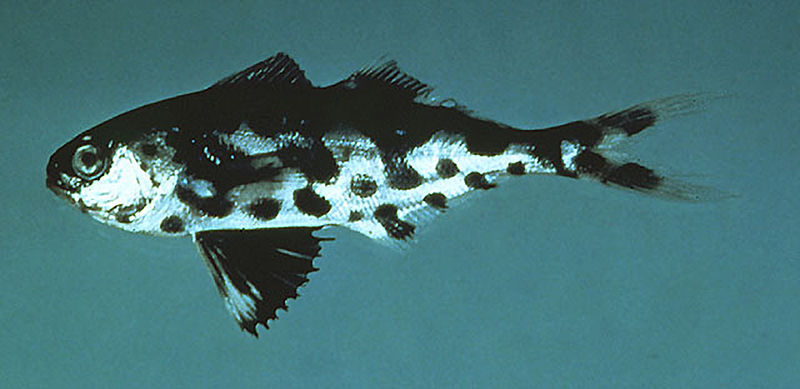 File:Man-of-war-fish.jpg