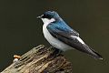 Mangrove swallow