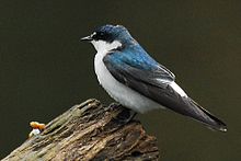 Mangrove swallow perching next to the Sarapiqui River Mangrove Swallow.jpg