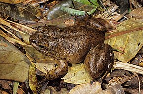 Beschrijving van de afbeelding Mantidactylus guttulatus05.jpg.