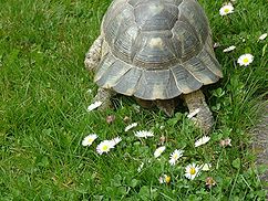 The caudal plate (above the tail) is not divided as in Hermann's tortoise. Marginata 100.jpg