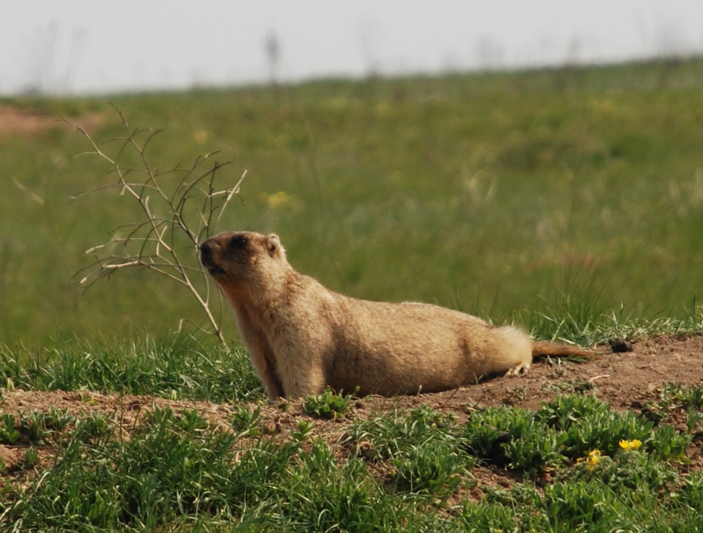 The average litter size of a Bobak marmot is 6