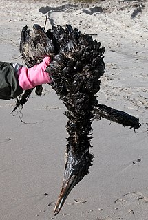 <i>Prestige</i> oil spill 2002 environmental disaster off the coast of Galicia, Spain