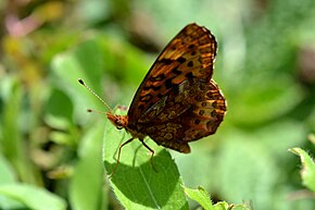 Meadow Fritillary (Boloria bellona) image (14395711169) .jpg açıklaması.