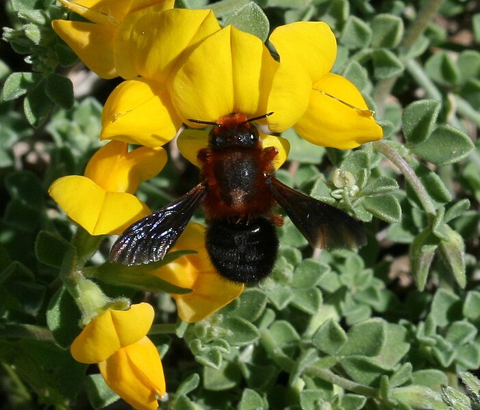 File:Megachile (Chalicodoma) sicula - Flickr - S. Rae (3).jpg