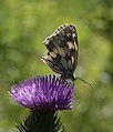 Melanargia galathea