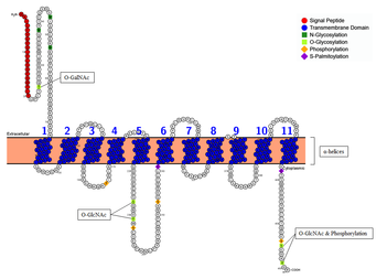 Membrane Topology of SLC46A3. Membrane Topology of SLC46A3.png