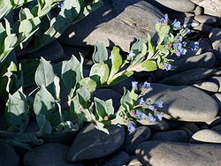 Blálilja (Mertensia maritima).