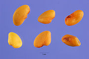Seeds (actual size ≈2mm)