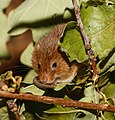 * Nomination An Eurasian harvest mouse, Micromys minutus, Karlsruhe Zoo --Llez 04:47, 1 October 2019 (UTC) * Promotion  Support Good quality.--Famberhorst 05:22, 1 October 2019 (UTC)