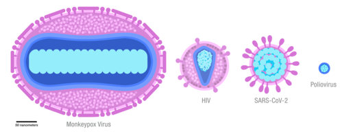 Monkeypox viruses scale