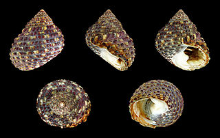 <i>Monodonta confusa</i> species of mollusc