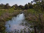 Bog landscape with cotton grass.jpg