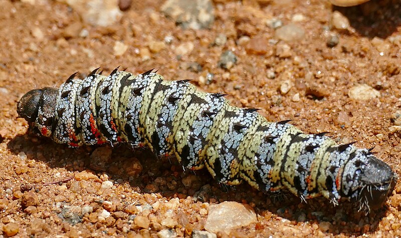 File:Mopane Worm (Gonimbrasia belina) (53002541333).jpg