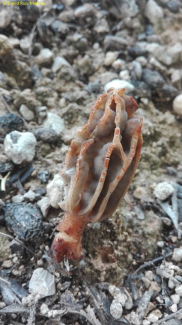 Morchella anatolica