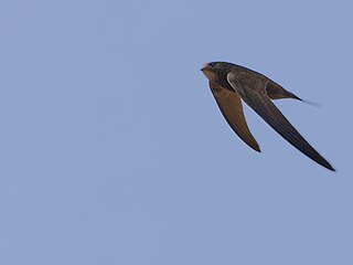 <span class="mw-page-title-main">Mottled swift</span> Species of bird