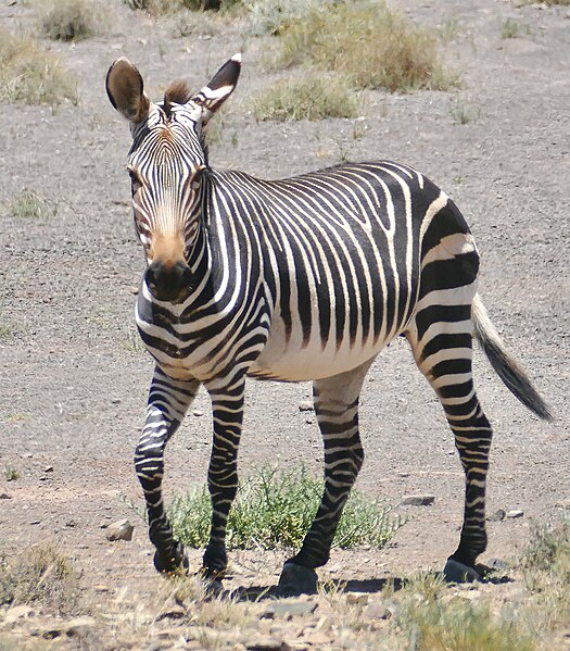 File:Mountain Zebra (Equus zebra) (52648785515).jpg