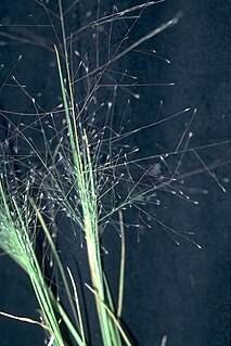 <i>Muhlenbergia asperifolia</i> Species of grass