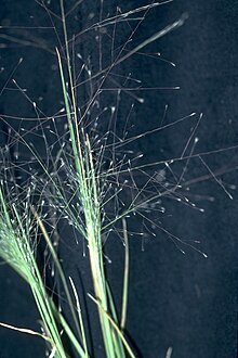 Muhlenbergia asperifolia NRCS-1.jpg