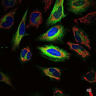 Fluorescence imaging