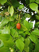 Murraya paniculata Nguyệt quế (quả)