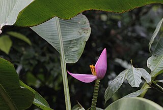 <i>Musa ornata</i> Species of banana plant