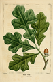 NAS-005 Quercus stellata.png