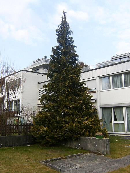 File:Nadelbaum.3486.JPG