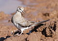 Namaqua dove, Oena capensis, at Mapungubwe National Park, Limpopo, South Africa (17902914729).jpg