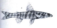 Nannocharax fasciatus
