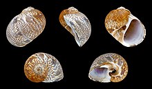 Five views of a shell of Naticarius hebraeus Natica hebraea 01.JPG