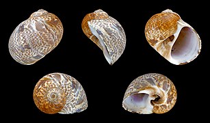 Natica hebraea (Hebrew Moon Snail), Shell